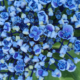 Ayesha Rare Hydrangea