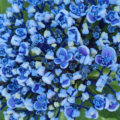 Popcorn Hydrangea 'Ayesha'