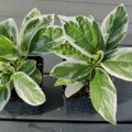 Mariesii Variagata hydrangea rooted plant