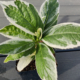 Mariesii Variagata hydrangea leaves